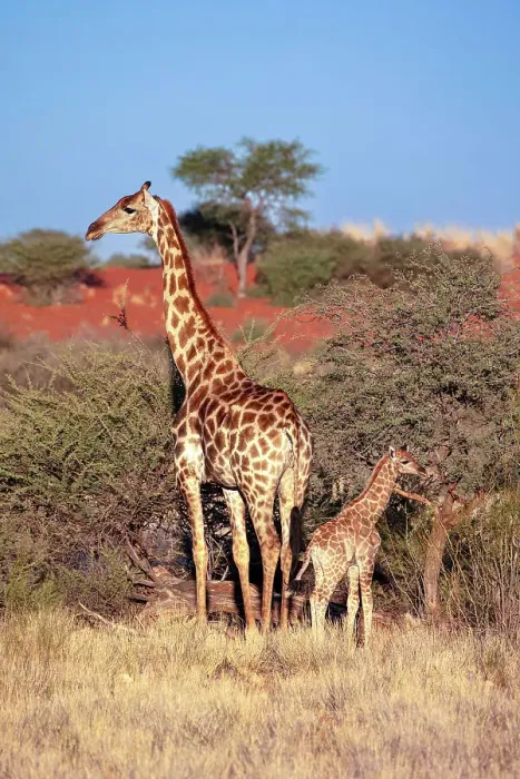 Framed Print : Mother & baby giraffe, Bagatelle Kalahari Game Ranch, Namibia, Africa Framed Print : Mother & baby giraffe, Bagatelle Kalahari Game Ranch, Namibia, Africa