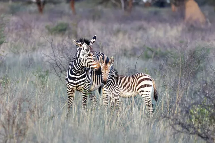 Framed Print : Mother & baby Hartmann's Mountain zebra, Okonjima Nature Reserve, Namibia, Africa Framed Print : Mother & baby Hartmann's Mountain zebra, Okonjima Nature Reserve, Namibia, Africa
