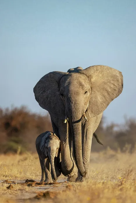 Framed Print : Mother Elephant walking with a Calf, Nxai Pan National Park, Botswana Framed Print : Mother Elephant walking with a Calf, Nxai Pan National Park, Botswana