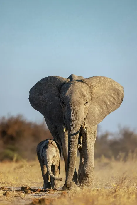 Framed Print : Mother Elephant walking with a Calf, Nxai Pan National Park, Botswana Framed Print : Mother Elephant walking with a Calf, Nxai Pan National Park, Botswana