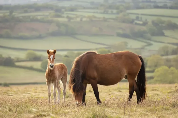 Framed Print : Mother and foal Dartmoor Ponies grazing on the moor, Dartmoor National Park, Devon Framed Print : Mother and foal Dartmoor Ponies grazing on the moor, Dartmoor National Park, Devon