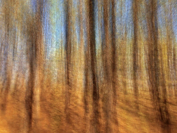 Motion study of coniferous forest, Birds Hill Provincial Park, Manitoba, Canada