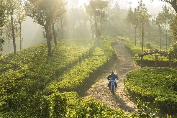 Motorcyclist, Tea Estate & morning mist, Hapatule, Southern Highlands, Sri Lanka