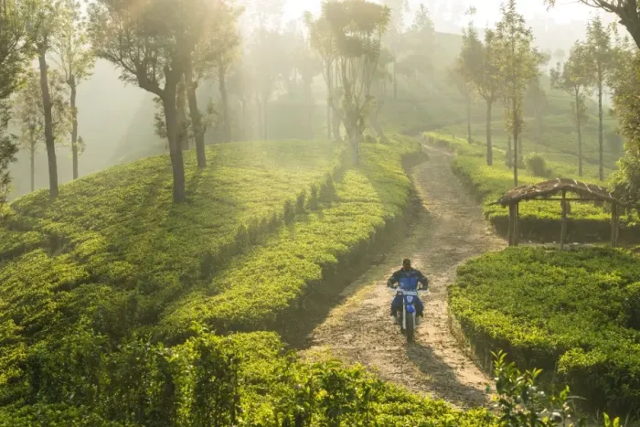 Framed Print : Motorcyclist, Tea Estate & morning mist, Hapatule, Southern Highlands, Sri Lanka Framed Print : Motorcyclist, Tea Estate & morning mist, Hapatule, Southern Highlands, Sri Lanka