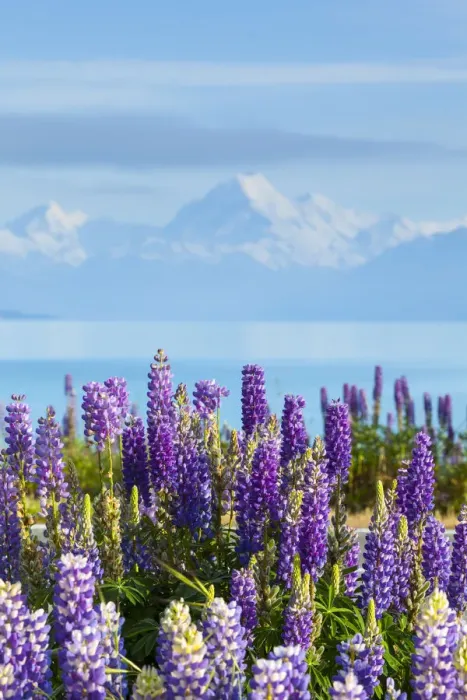 Framed Print : Mount Cook (Aoraki) and wild Lupins, Lake Pukaki, Mackenzie Country, Canterbury, South Framed Print : Mount Cook (Aoraki) and wild Lupins, Lake Pukaki, Mackenzie Country, Canterbury, South