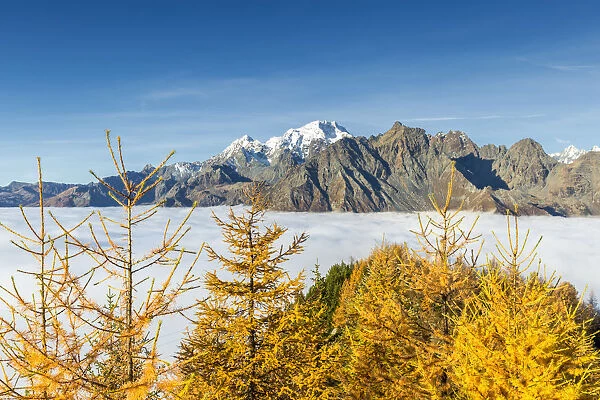 Mount Disgrazia above fog and larches in autumn. Valtellina, Lombardy, Italy
