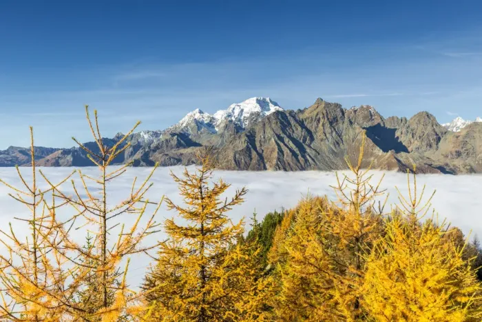 Framed Print : Mount Disgrazia above fog and larches in autumn. Valtellina, Lombardy, Italy Framed Print : Mount Disgrazia above fog and larches in autumn. Valtellina, Lombardy, Italy