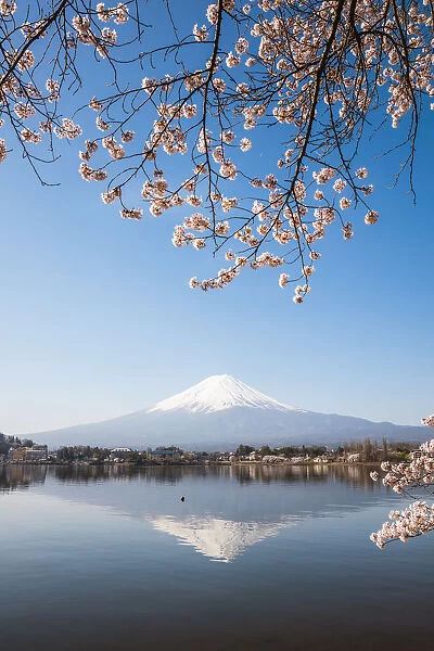 Mount Fuji in springtime with cherry tree in full bloom, Fuji Five Lakes, Japan