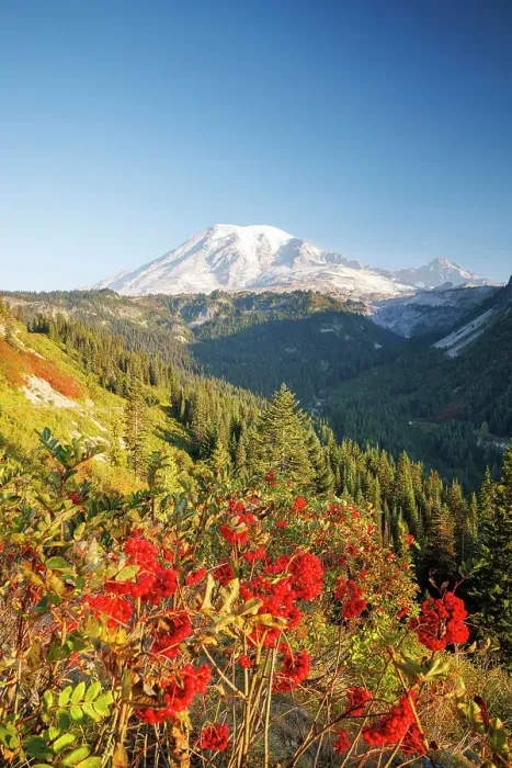 Framed Print : Mount Rainier, Mount Rainier National Park, Washington, USA Framed Print : Mount Rainier, Mount Rainier National Park, Washington, USA