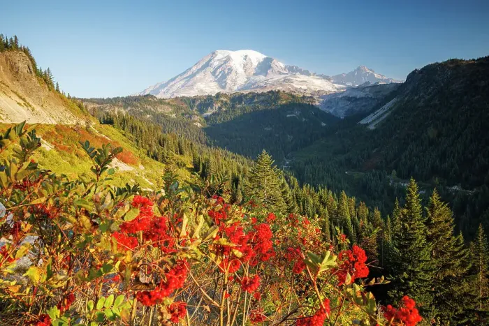 Framed Print : Mount Rainier, Mount Rainier National Park, Washington, USA Framed Print : Mount Rainier, Mount Rainier National Park, Washington, USA