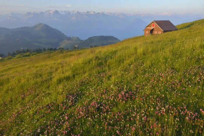 Framed Print : On top of Mount Rigi, Switzerland, North-Eastern Swiss Alps, Europe Framed Print : On top of Mount Rigi, Switzerland, North-Eastern Swiss Alps, Europe