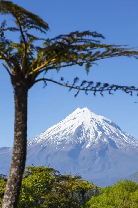 Framed Print : Mount Taranaki (Egmont) framed with Ponga Fern, North Island, New Zealand Framed Print : Mount Taranaki (Egmont) framed with Ponga Fern, North Island, New Zealand