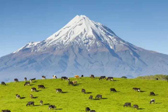 Framed Print : Mount Taranaki (Egmont) and grazing dairy cows, Taranaki, North Island, New Zealand