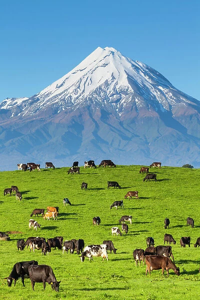 Mount Taranaki (Egmont) and grazing dairy cows, Taranaki, North Island, New Zealand