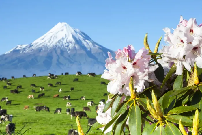 Framed Print : Mount Taranaki (Egmont) and grazing dairy cows, Taranaki, North Island, New Zealand Framed Print : Mount Taranaki (Egmont) and grazing dairy cows, Taranaki, North Island, New Zealand