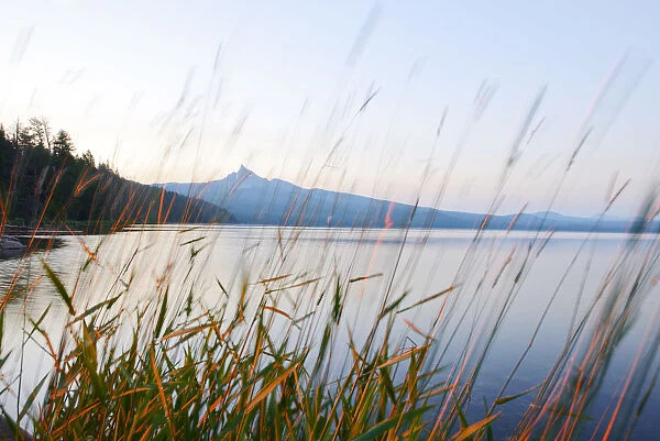 Mount Thielson, Fireweed, Epilobium angustifolium, Diamond Lake, Douglas County, Oregon
