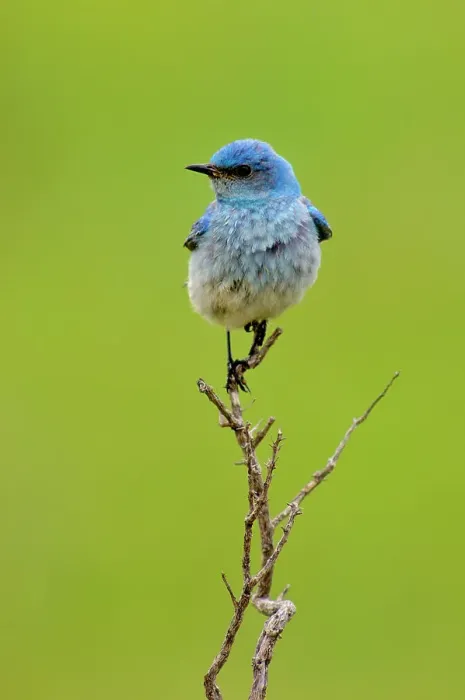 Framed Print : Mountain bluebird (Sialia currocoides), Theodore Roosevelt NP, North Dakota, USA Framed Print : Mountain bluebird (Sialia currocoides), Theodore Roosevelt NP, North Dakota, USA