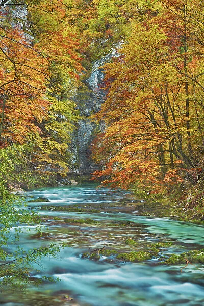 Mountain brook and beech forest in autumn colours - Slovenia, Gorenjska, Bled