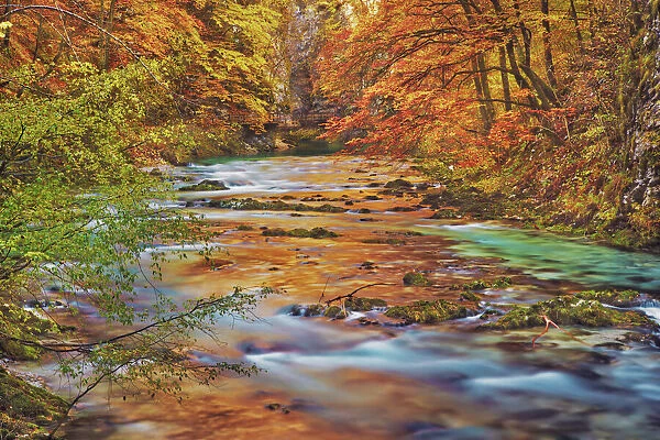 Mountain brook and beech forest in autumn colours - Slovenia, Gorenjska, Bled