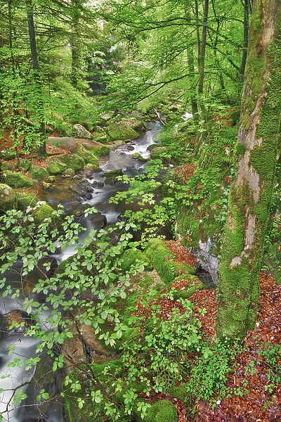 Mountain brook in beech forest - Switzerland, Bern, Bieler See, Twann