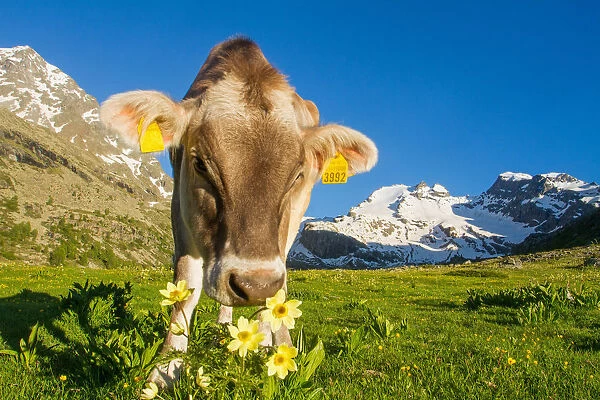 A mountain cow in summer. Lombardy, Italy