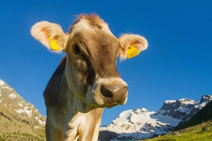 Framed Print : A mountain cow in summer. Lombardy, Italy Framed Print : A mountain cow in summer. Lombardy, Italy
