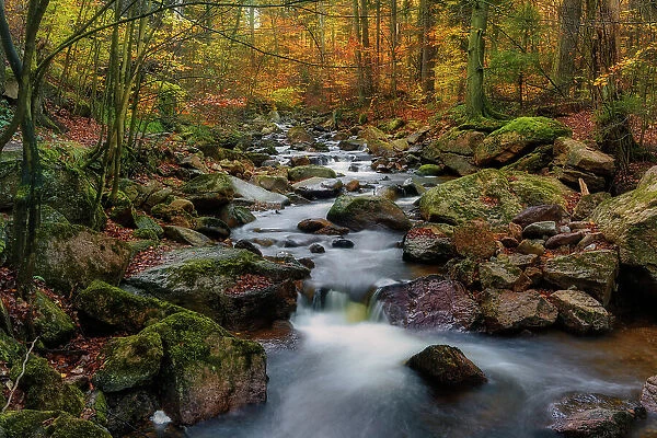 Mountain creek Ilse flows through autumnally coloured deciduous forest, National Park Harz, Harz mountains, Saxony-Anhalt, Germany, Europe