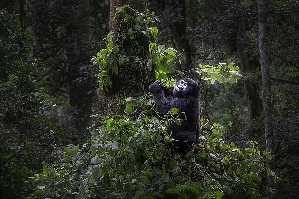 Mountain gorilla in Bwindi Impenetrable Forest, Uganda