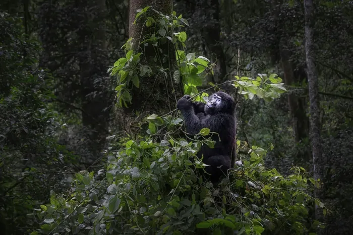 Framed Print : Mountain gorilla in Bwindi Impenetrable Forest, Uganda Framed Print : Mountain gorilla in Bwindi Impenetrable Forest, Uganda