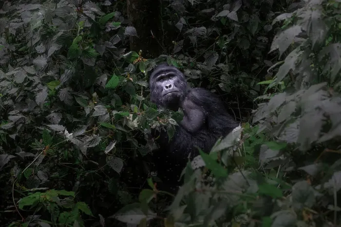 Framed Print : Mountain gorilla in Bwindi Impenetrable Forest, Uganda Framed Print : Mountain gorilla in Bwindi Impenetrable Forest, Uganda