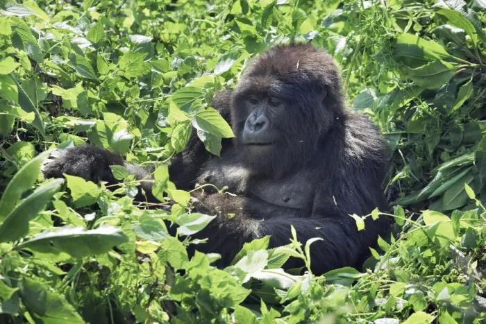 Framed Print : Mountain gorilla - Rwanda, Volcanoes National Park - Parc National des Volcans Framed Print : Mountain gorilla - Rwanda, Volcanoes National Park - Parc National des Volcans