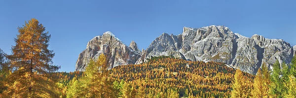 Mountain impression autumnal larch forest at Tofana de Rozes - Italy, Veneto, Belluno