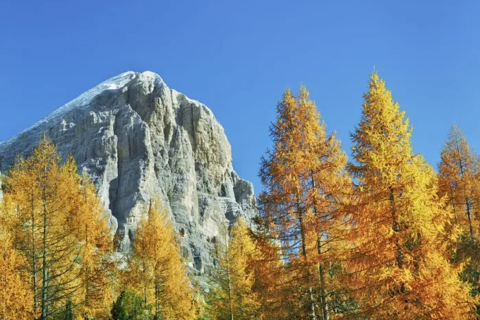 Framed Print : Mountain impression autumnal larch forest at Tofana de Rozes - Italy, Veneto, Belluno