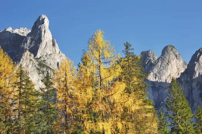 Framed Print : Mountain impression Grosser Rosskopf and larch forest in autumn - Italy
