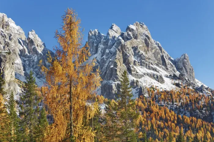 Framed Print : Mountain impression larch forest and Cadini di Misurina - Italy, Veneto, Belluno Framed Print : Mountain impression larch forest and Cadini di Misurina - Italy, Veneto, Belluno