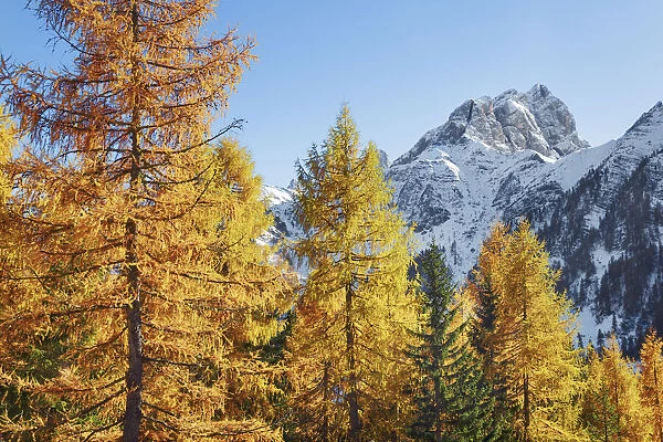 Mountain impression larch forest and Cimon della Stia - Italy, Trentino-Alto Adige