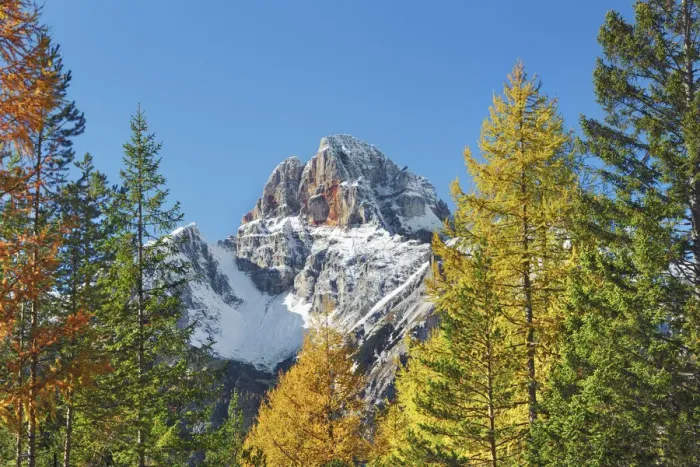 Framed Print : Mountain impression larch forest and Croda Rossa - Italy, Trentino-Alto Adige Framed Print : Mountain impression larch forest and Croda Rossa - Italy, Trentino-Alto Adige