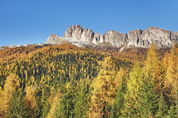 Mountain impression larch forest and Settsass - Italy, Veneto, Belluno