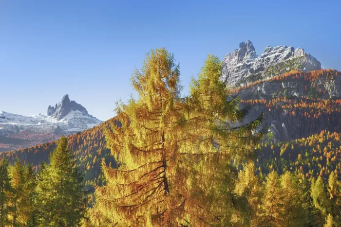 Framed Print : Mountain impression with larches in autumn - Italy, Veneto, Belluno Framed Print : Mountain impression with larches in autumn - Italy, Veneto, Belluno
