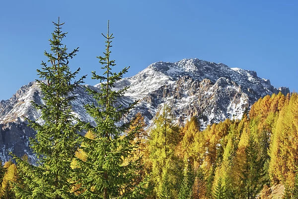 Mountain impression Latemar and larches in autumn - Italy, Trentino-Alto Adige