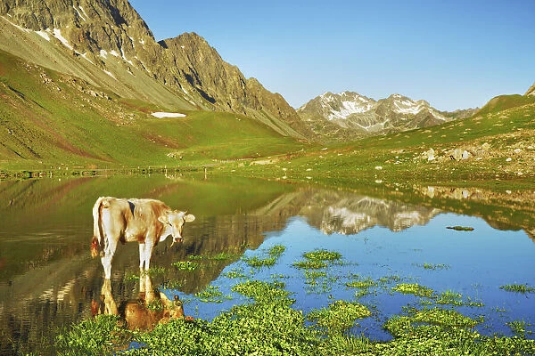 Mountain impression mirroring Albula Alps and cow in Albulasee - Switzerland, Graubunden