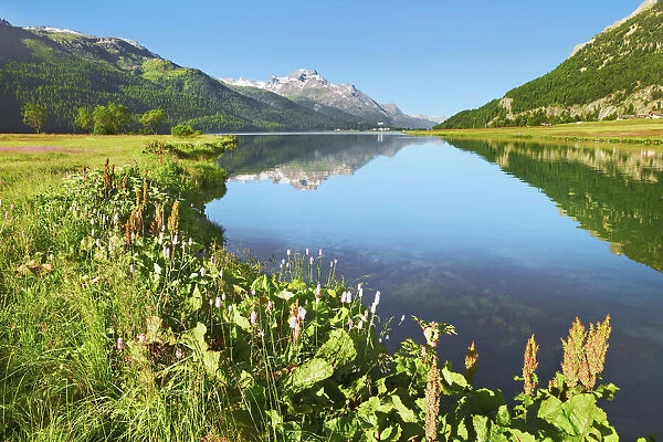 Mountain impression mirroring Bernina Group in Lake Silvaplana - Switzerland, Graubunden