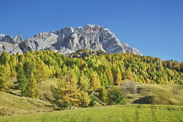 Mountain impression Monte Cristallo and larches in autumn - Italy, Veneto, Belluno