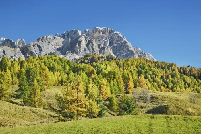 Framed Print : Mountain impression Monte Cristallo and larches in autumn - Italy, Veneto, Belluno Framed Print : Mountain impression Monte Cristallo and larches in autumn - Italy, Veneto, Belluno