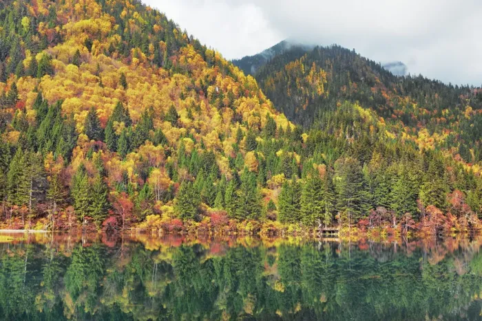 Framed Print : Mountain lake and forest in autumn - China, Sichuan, Jiuzhaigou, Arrow Bamboo Lake Framed Print : Mountain lake and forest in autumn - China, Sichuan, Jiuzhaigou, Arrow Bamboo Lake
