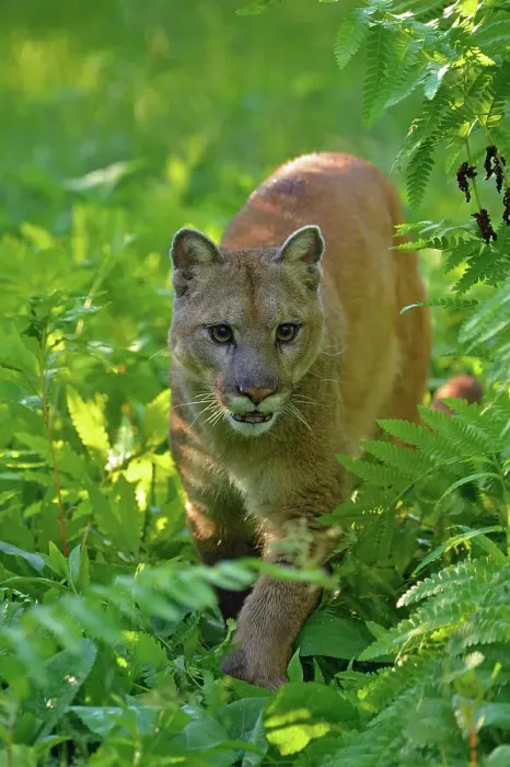 Framed Print : Mountain lion / Cougar / Puma (Felis concolor)- captive raised, Minnesota wildlife Connection, Sandstone, Minnesota, USA Framed Print : Mountain lion / Cougar / Puma (Felis concolor)- captive raised, Minnesota wildlife Connection, Sandstone, Minnesota, USA