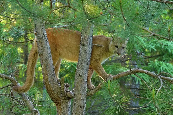 Framed Print : Mountain lion / Cougar / Puma (Felis concolor)- captive raised, Minnesota wildlife Connection, Sandstone, Minnesota, USA Framed Print : Mountain lion / Cougar / Puma (Felis concolor)- captive raised, Minnesota wildlife Connection, Sandstone, Minnesota, USA
