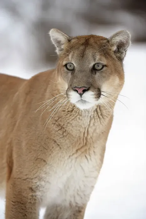 Framed Print : Mountain lion / Cougar / Puma (Felis concolor)- captive raised, Bozeman, Montana, USA Framed Print : Mountain lion / Cougar / Puma (Felis concolor)- captive raised, Bozeman, Montana, USA