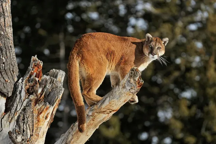 Framed Print : Mountain lion / Cougar / Puma (Felis concolor)- captive raised, Bozeman, Montana, USA Framed Print : Mountain lion / Cougar / Puma (Felis concolor)- captive raised, Bozeman, Montana, USA