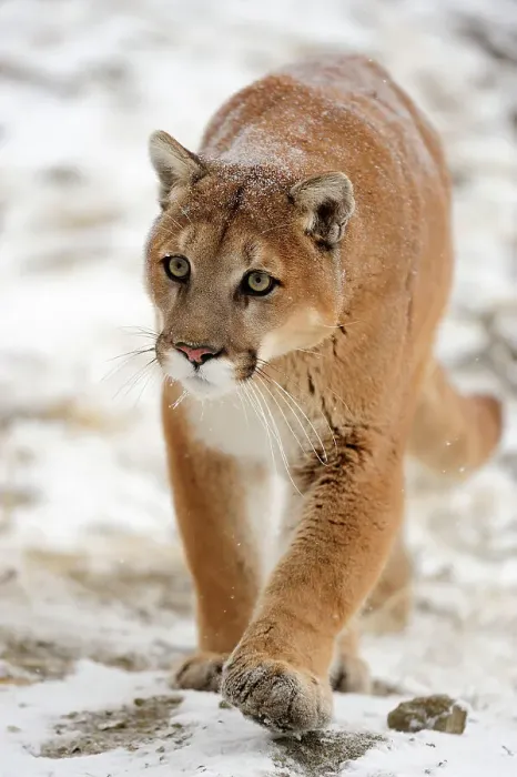 Framed Print : Mountain lion / Cougar / Puma (Felis concolor)- captive raised, Bozeman, Montana, USA Framed Print : Mountain lion / Cougar / Puma (Felis concolor)- captive raised, Bozeman, Montana, USA